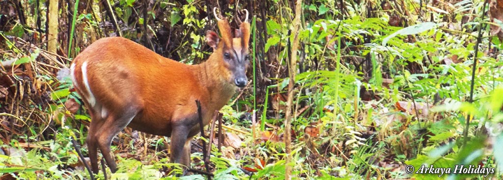 Wildlife of Assam