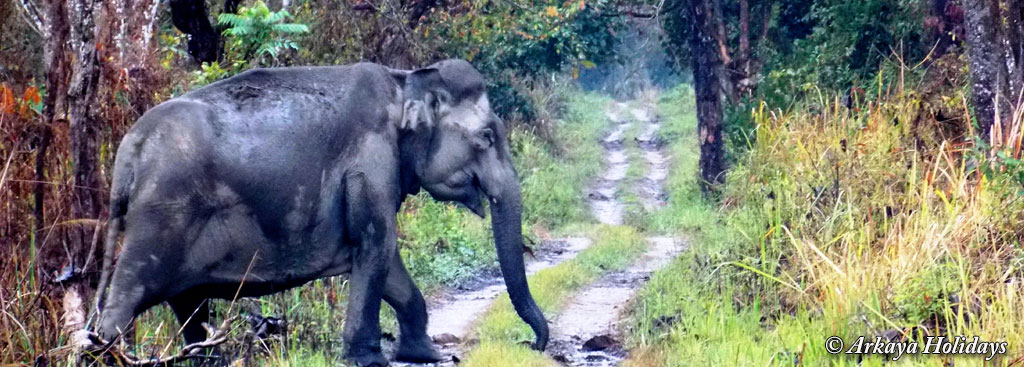 Manas National Park Assam | Manas National Park Tour | Manas National Park  Tour Packages | Manas National Park Travel Packages - manas national park  of manas, manas wildlife sanctuary in assam,