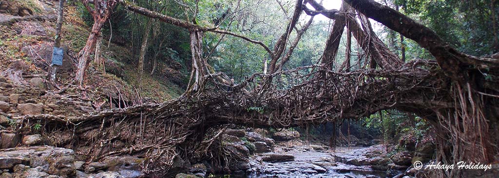 Living Root Bridge