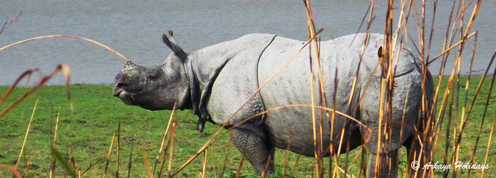 Rhino