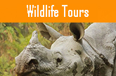 Wildlife Tours